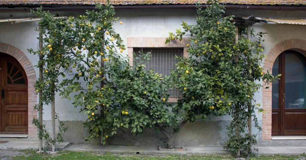 Agriturismo Monte Alzato Capalbio Rum bild